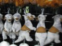 Comic Images Creatures Tauntaun