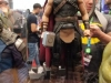 HT Marvel Thor